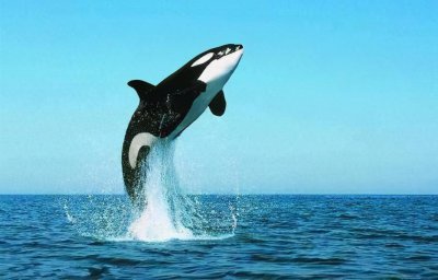 ​这头虎鲸成了“万人迷”，人们不惜罚款10万，也要去海里和它玩耍